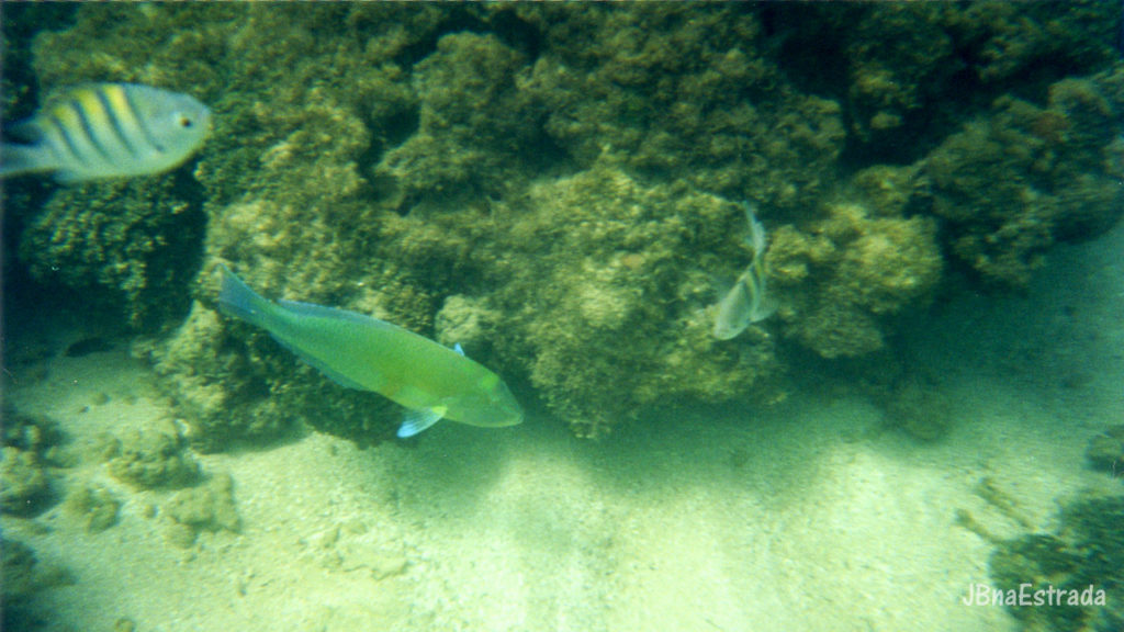 Brasil - Alagoas - Maragogi - Mergulho nos Recifes de Corais