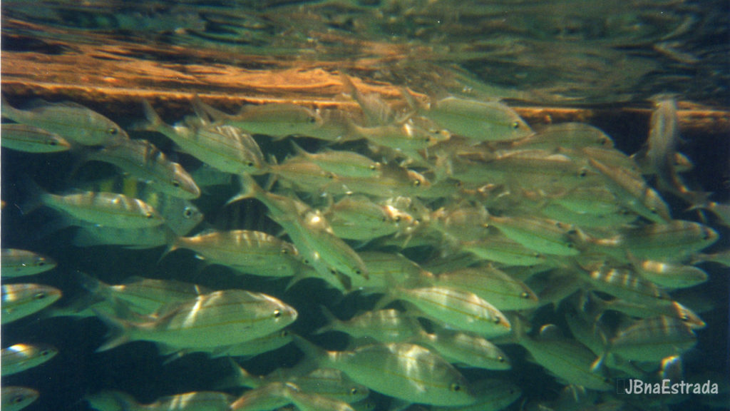 Brasil - Rio Grande do Norte - Maracajau - Mergulho nos Parrachos
