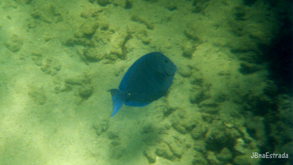 Brasil - Rio Grande do Norte - Maracajau - Mergulho nos Parrachos