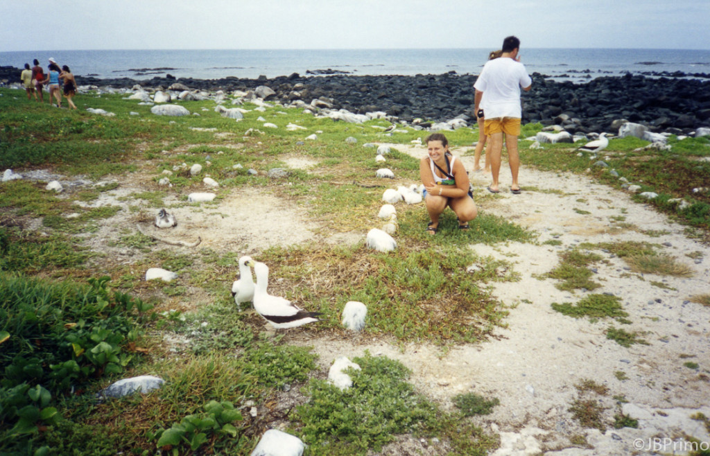 Brasil - Bahia - Arquipelago de Abrolhos - Ilha Siriba - Ninhal dos Atobas
