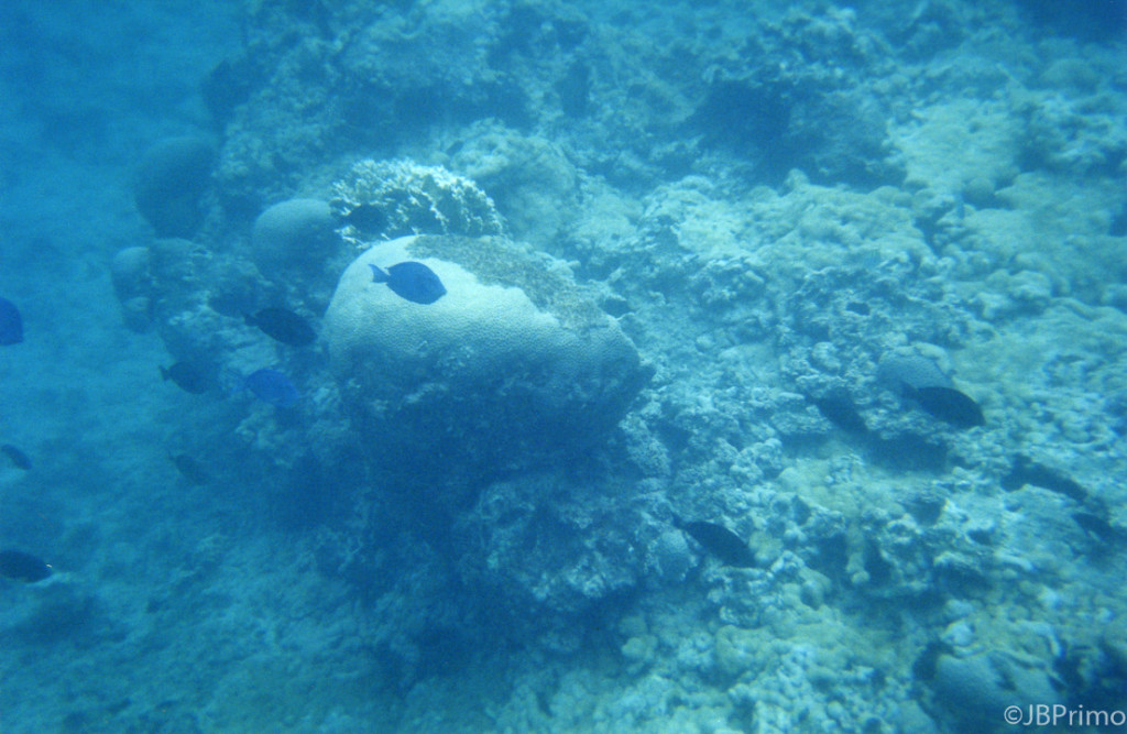 Brasil - Bahia - Arquipelago de Abrolhos - Mergulho