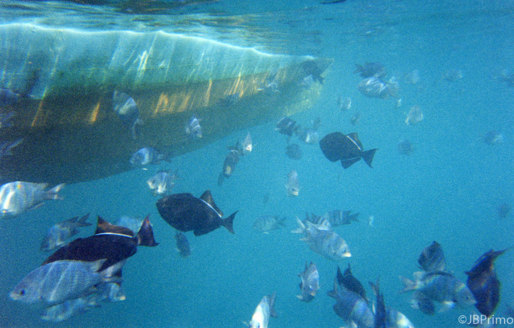 Brasil - Fernando de Noronha - Mergulho na Baia do Sancho