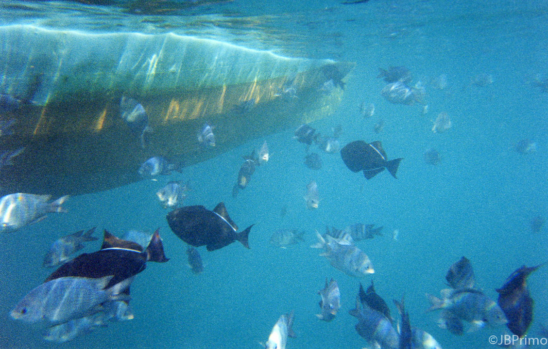 Brasil - Fernando de Noronha - Mergulho na Baia do Sancho