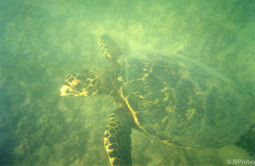 Brasil - Fernando de Noronha - Mergulho na Baia do Sueste