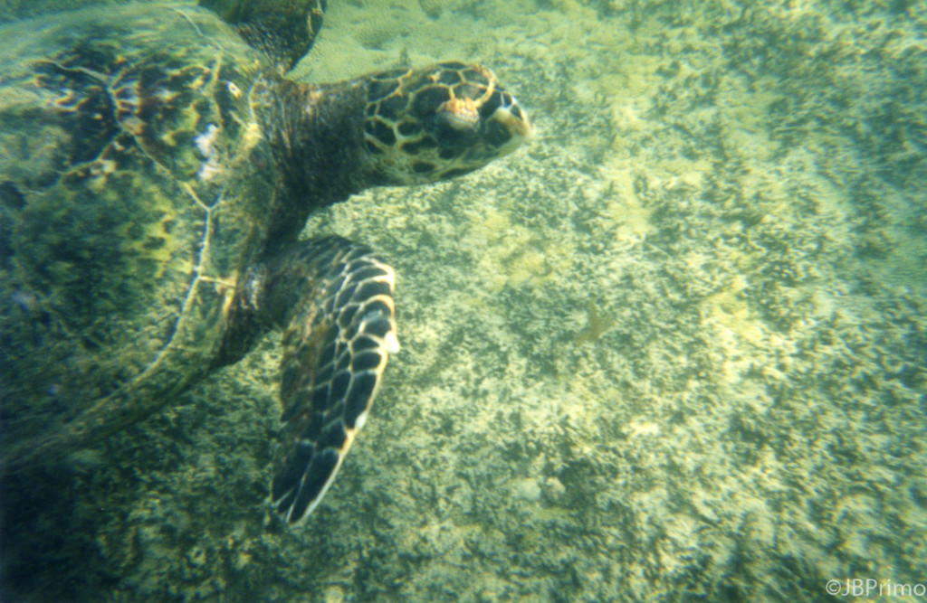 Brasil - Fernando de Noronha - Mergulho na Baia do Sueste