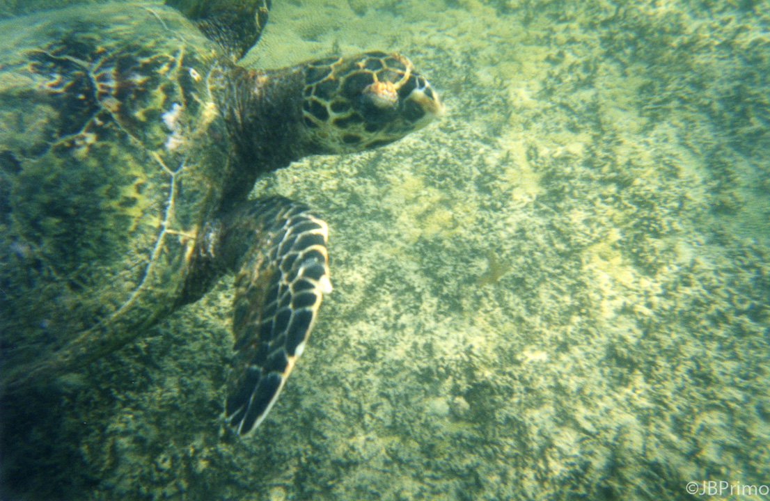 Brasil - Fernando de Noronha - Mergulho na Baia do Sueste