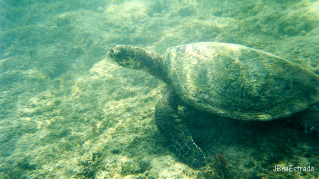 Brasil - Fernando de Noronha - Mergulho na Baia do Sueste