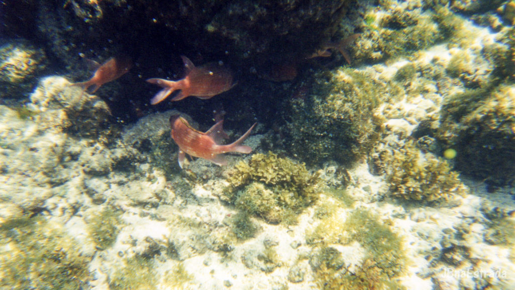 Brasil - Fernando de Noronha - Trilha a Praia do Atalaia - Piscinas Naturais