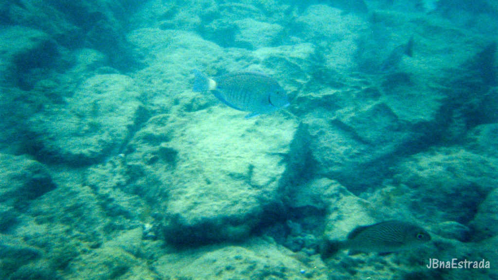 Brasil - Bahia - Peninsula de Marau - Mergulho em Taipus de Fora