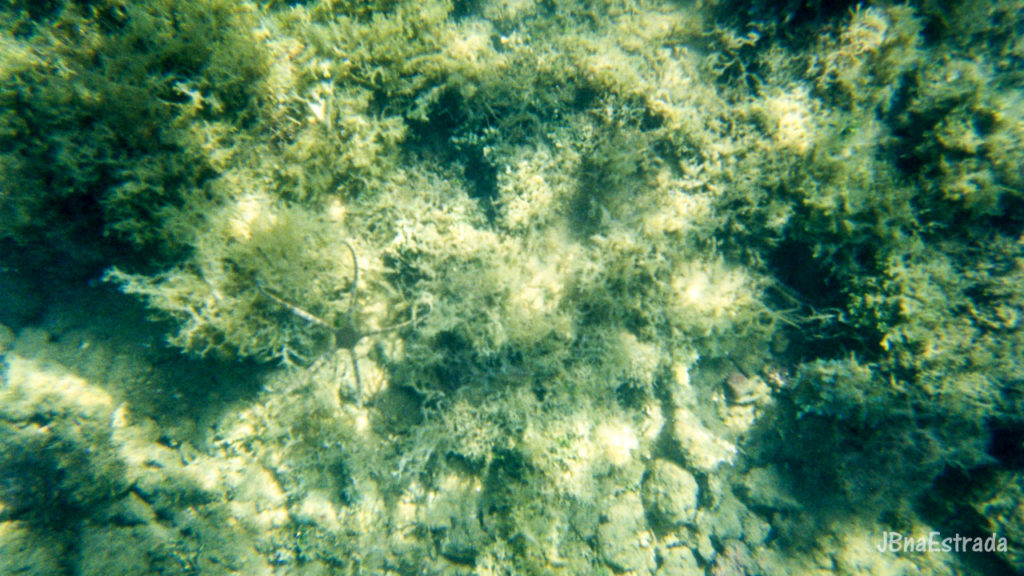 Brasil - Bahia - Peninsula de Marau - Mergulho em Taipus de Fora