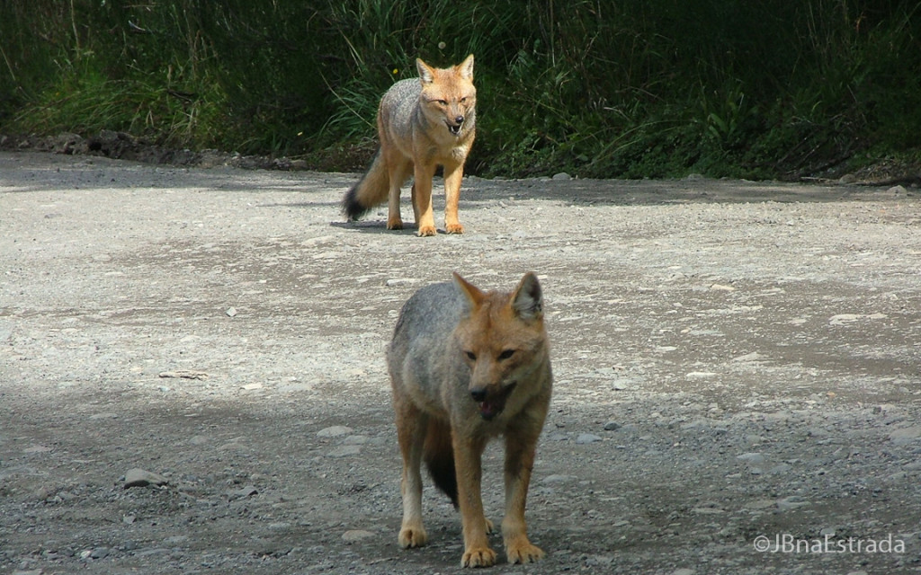 Argentina - Cruce de Lagos - Puerto Blest - Raposas