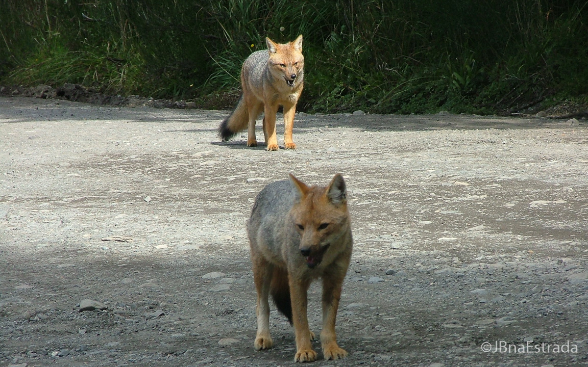 Argentina - Cruce de Lagos - Puerto Blest - Raposas