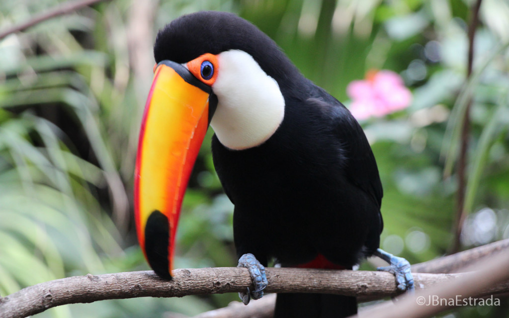 Argentina - Escobar - Bioparque Temaiken