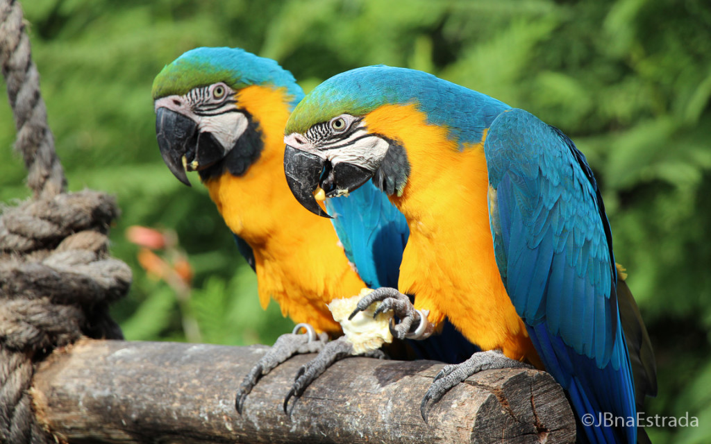 Argentina - Escobar - Bioparque Temaiken
