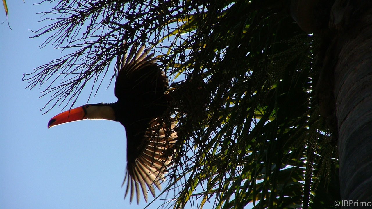 Brasil - Minas Gerais - Tiradentes - Tucano