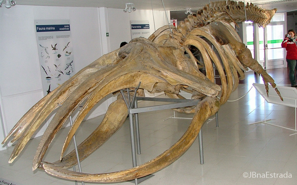 Argentina - Puerto Madryn - Peninsula Valdes - Museu