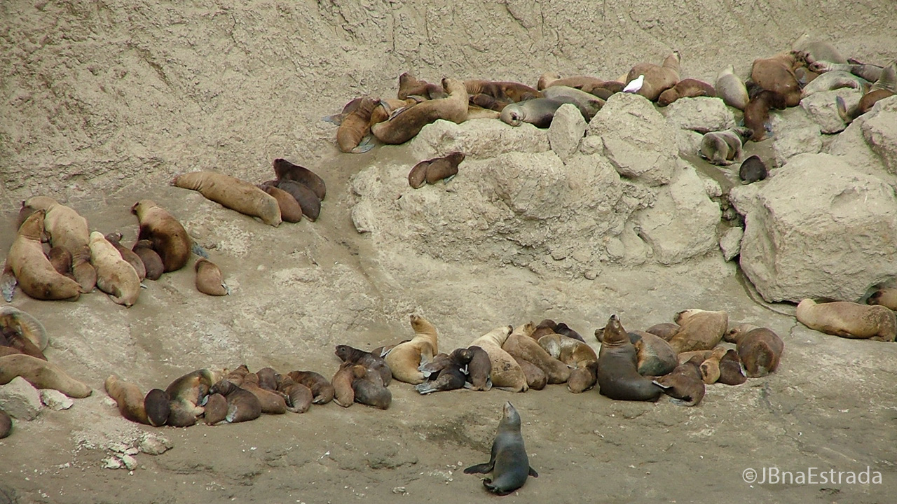 Argentina - Puerto Madryn - Peninsula Valdes
