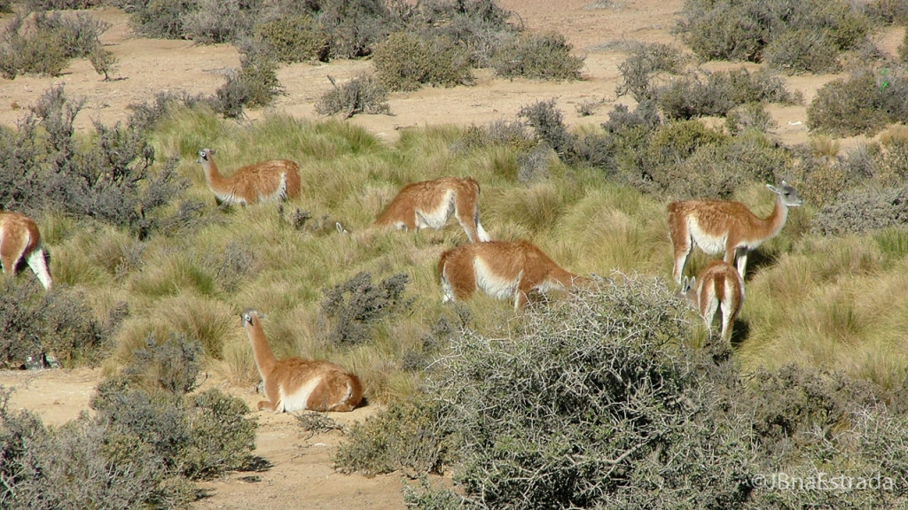Argentina - Puerto Madryn - Punta Tombo