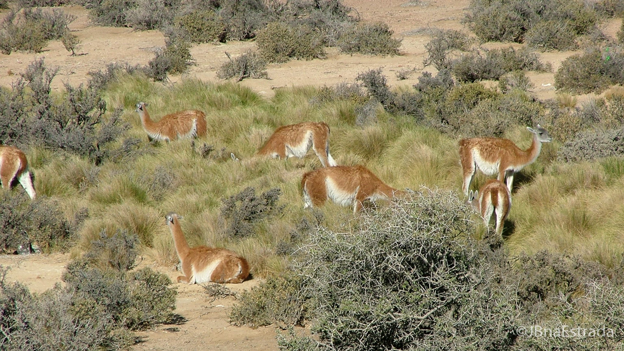 Argentina - Puerto Madryn - Punta Tombo