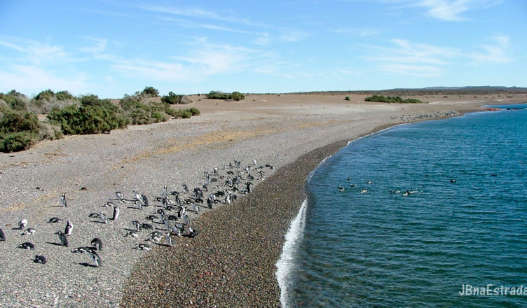 Argentina - Puerto Madryn - Punta Tombo