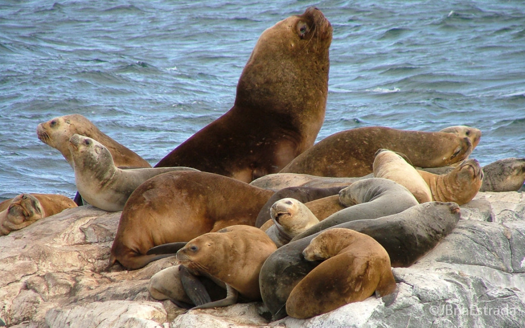 Argentina - Ushuaia - Navegacao no Canal de Beagle - Isla de los Lobos