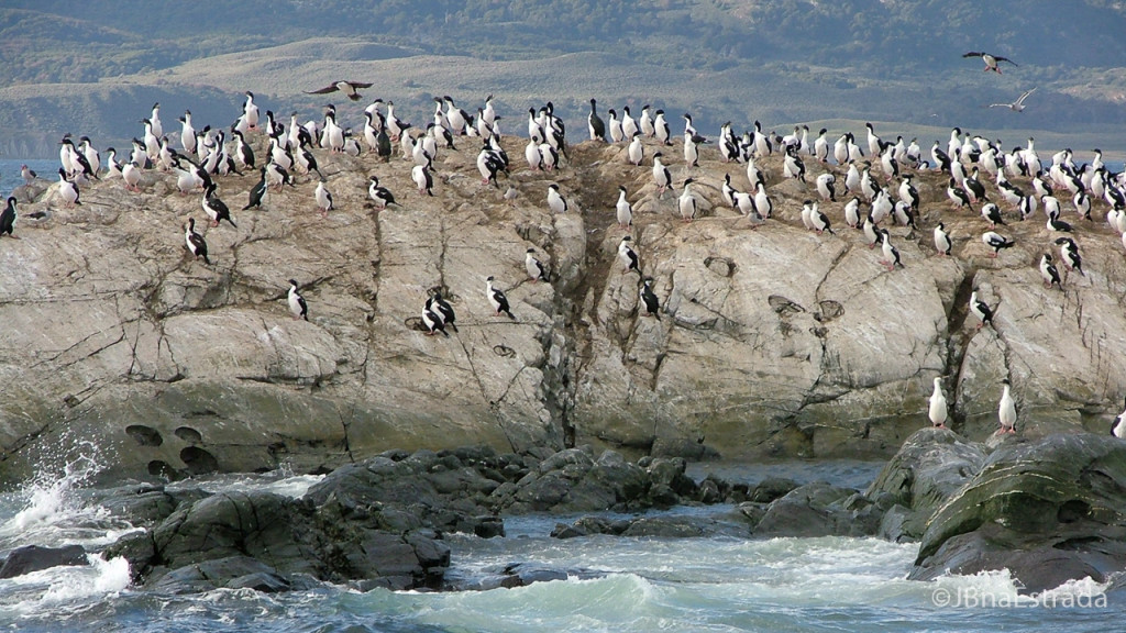 Argentina - Ushuaia - Navegacao no Canal de Beagle - Isla de los Pajaros