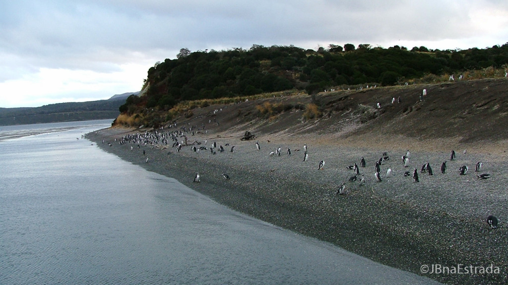 Argentina - Ushuaia - Navegacao no Canal de Beagle - Pinguinera