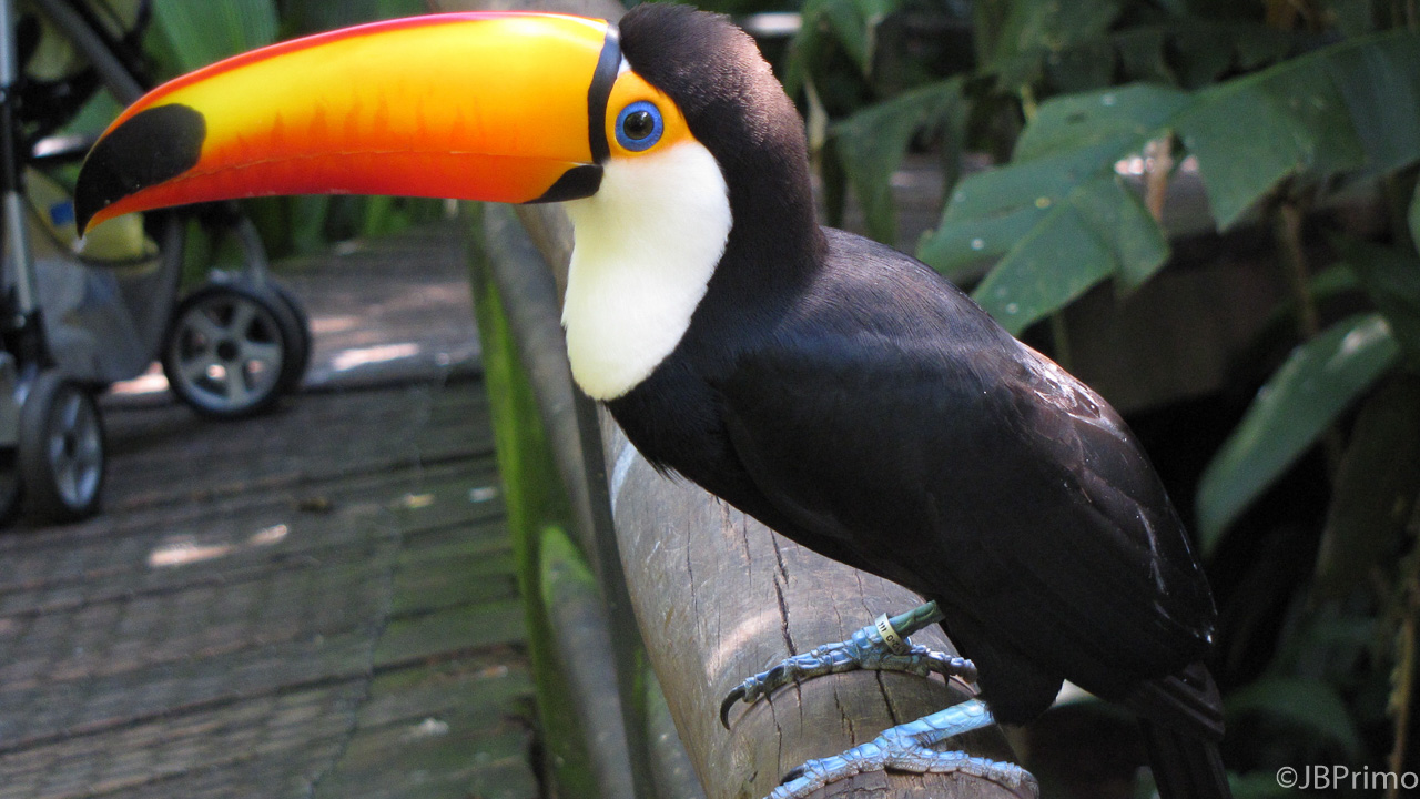 Brasil - Parana - Foz do Iguacu - Parque das Aves