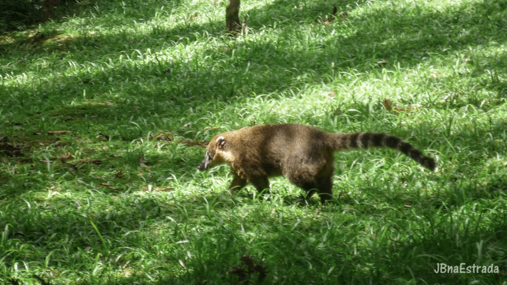 Brasil - Rio Grande do Sul - Canela - Parque do Caracol