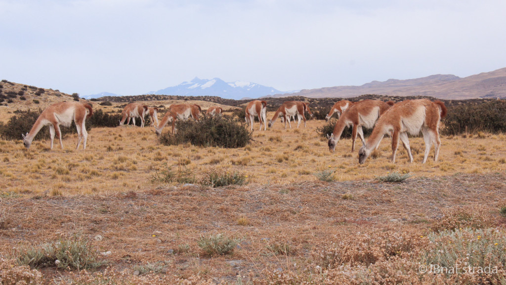 Chile - Parque Nacional Torres del Paine - Estrada Portaria Sarmiento
