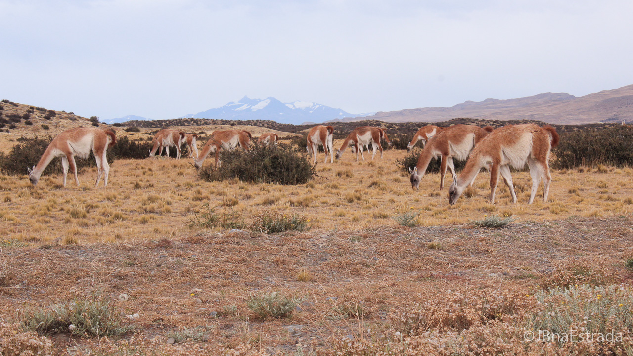 Chile - Parque Nacional Torres del Paine - Estrada Portaria Sarmiento