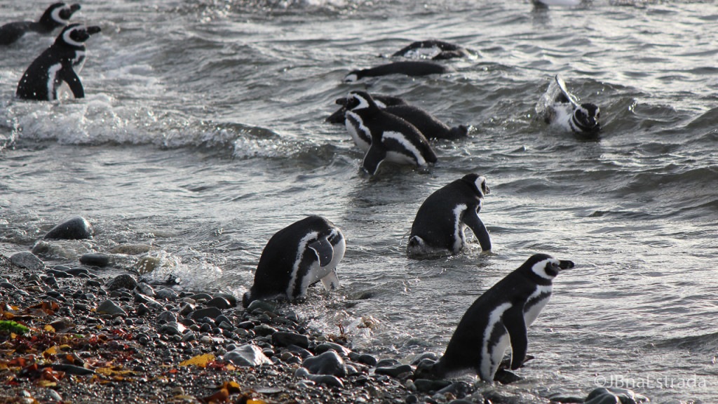 Chile - Punta Arenas - Estreito de Magalhaes - Isla Magdalena
