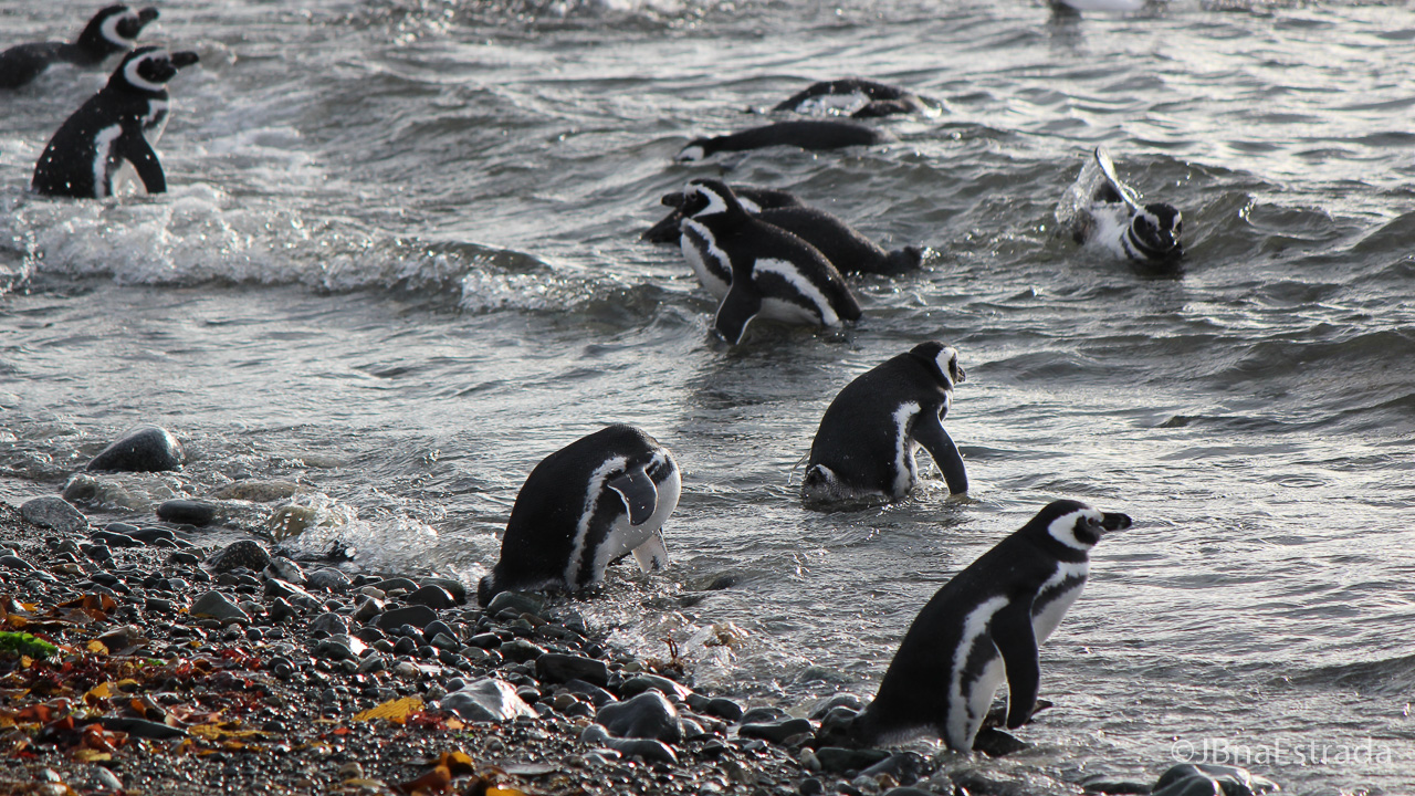 Chile - Punta Arenas - Estreito de Magalhaes - Isla Magdalena