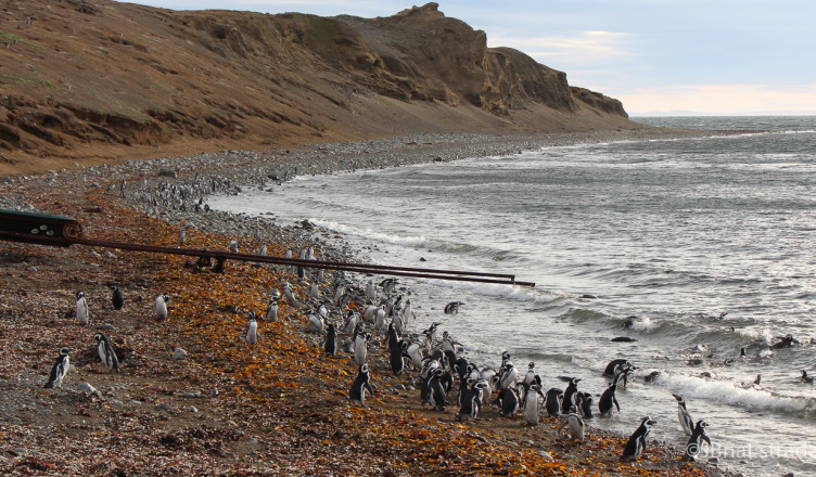 Chile - Punta Arenas - Estreito de Magalhaes - Isla Magdalena
