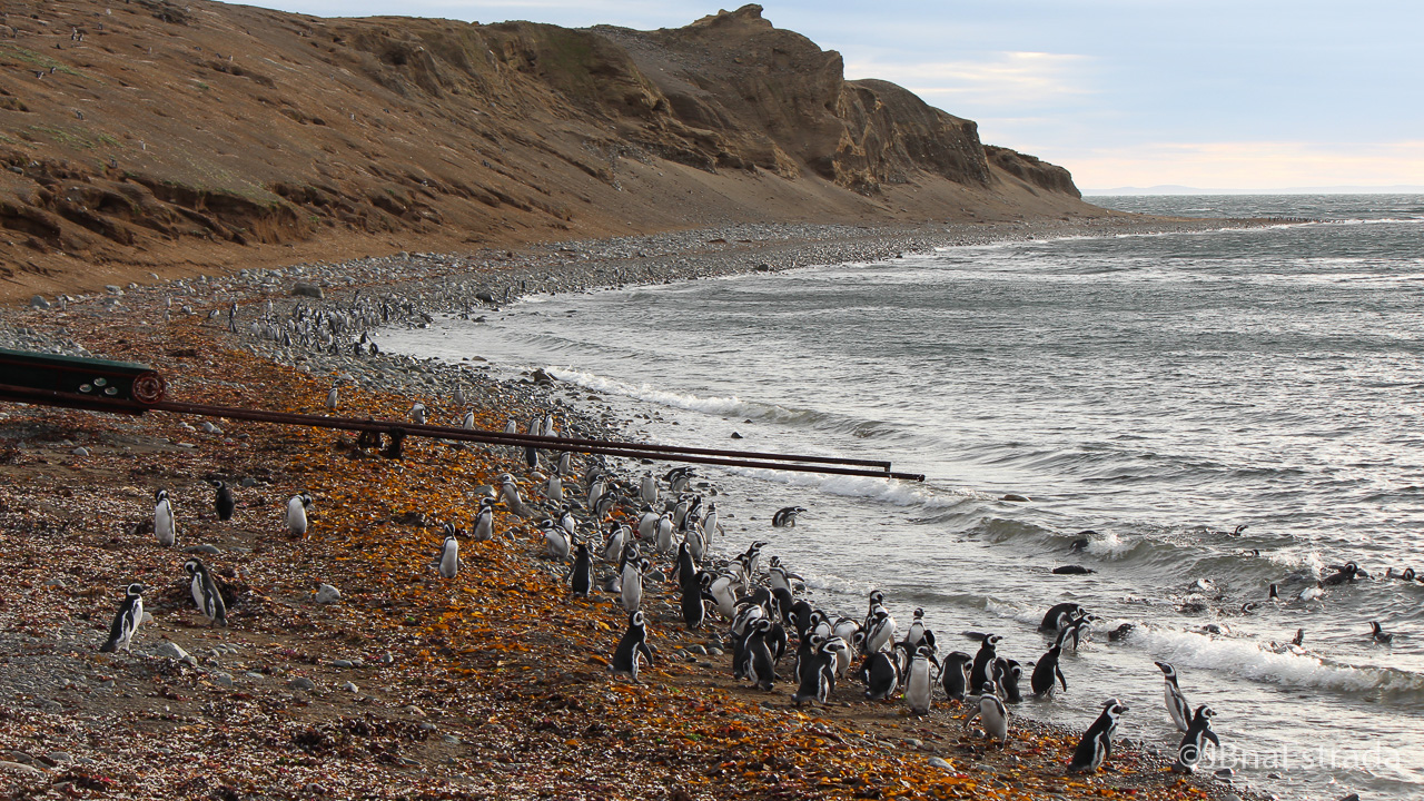 Chile - Punta Arenas - Estreito de Magalhaes - Isla Magdalena