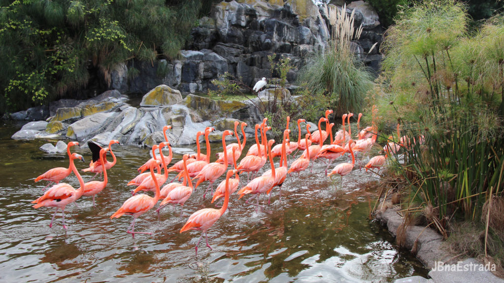 Argentina - Escobar - Bioparque Temaiken