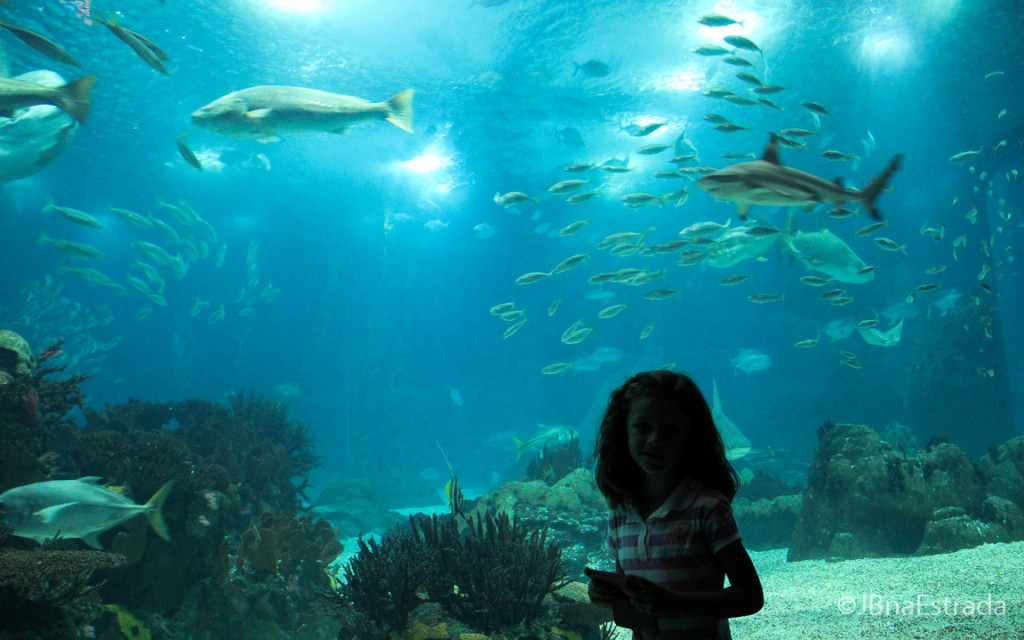 Portugal - Lisboa - Oceanario