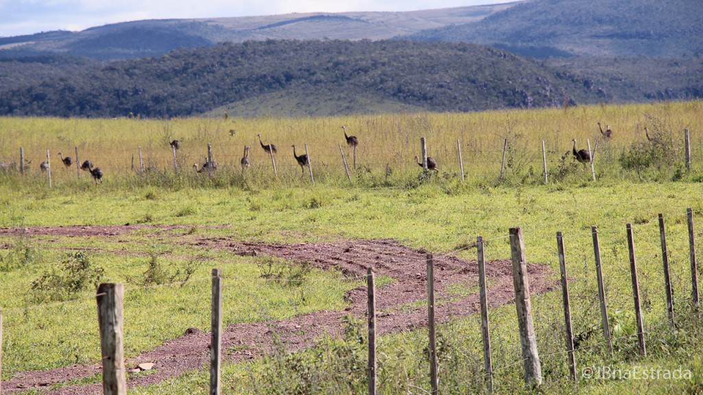 Brasil - Goias - Chapada dos Veadeiros - Emas