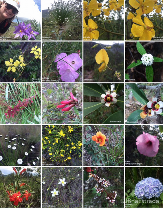 Brasil - Goias - Chapada dos Veadeiros - Flores do Cerrado