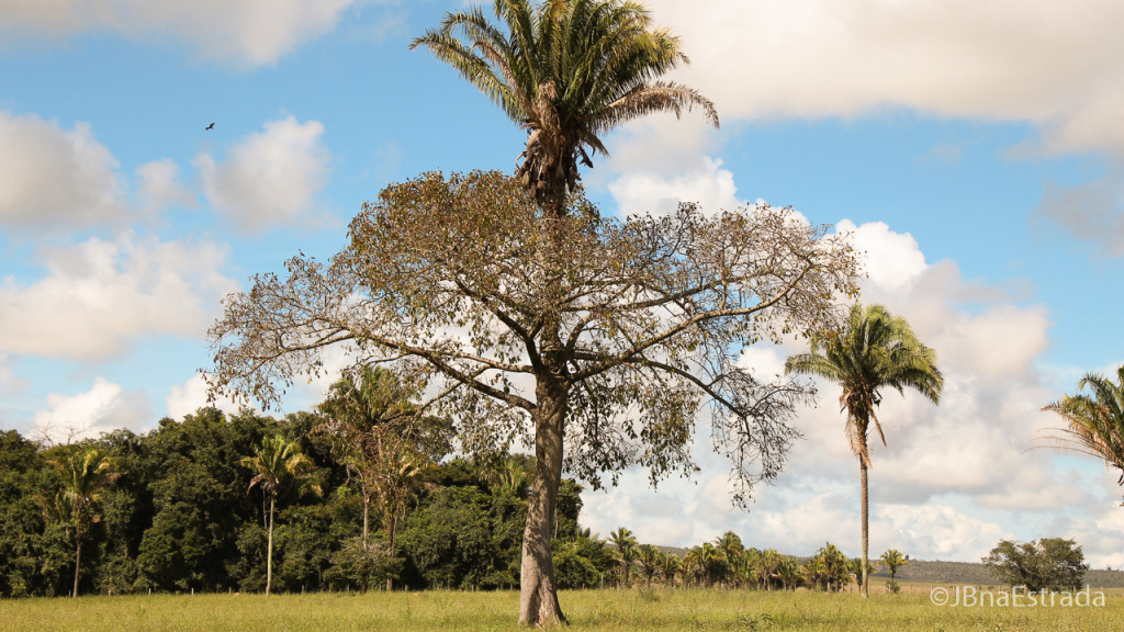 Brasil - Goias - Chapada dos Veadeiros - Simbiose