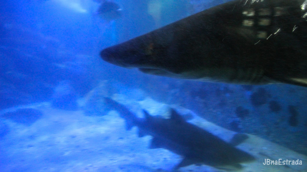 Brasil - Sao Paulo - Ubatuba - Aquario