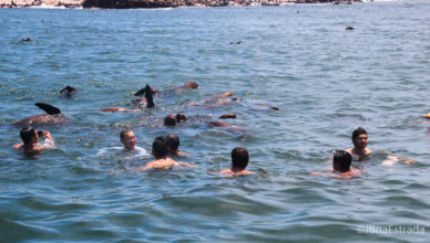 Uruguai - Punta del Este - Isla de Los Lobos