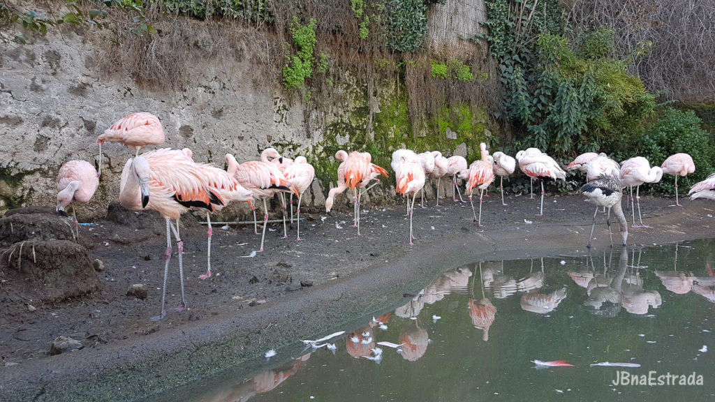 Chile - Santiago - Zoologico