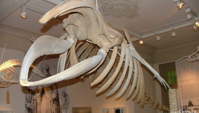 Argentina - Puerto Madryn - Museo del Hombre Y El Mar