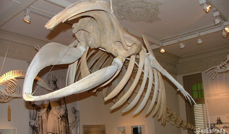 Argentina - Puerto Madryn - Museo del Hombre Y El Mar