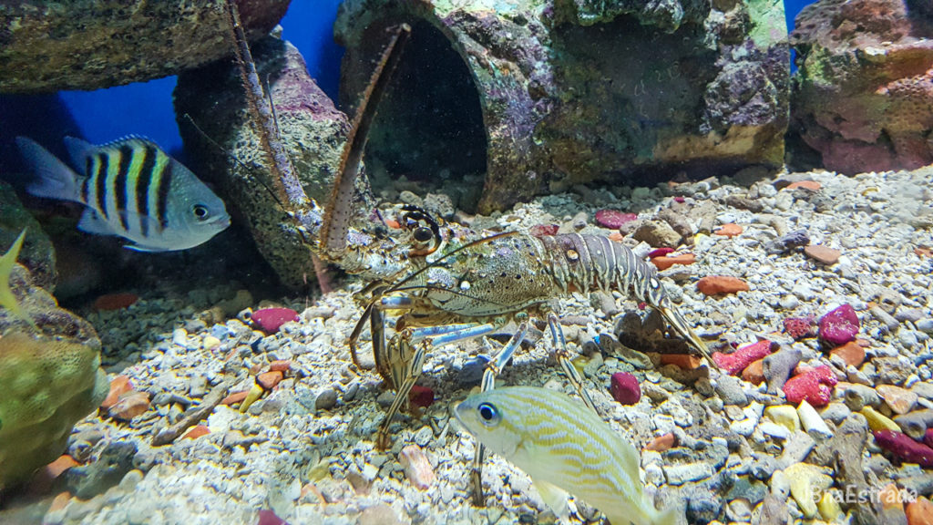 Colombia - Cartagena - Islas del Rosario - Oceanario