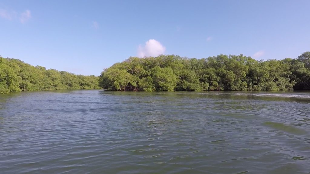 Colombia - San Andres - Manguezais