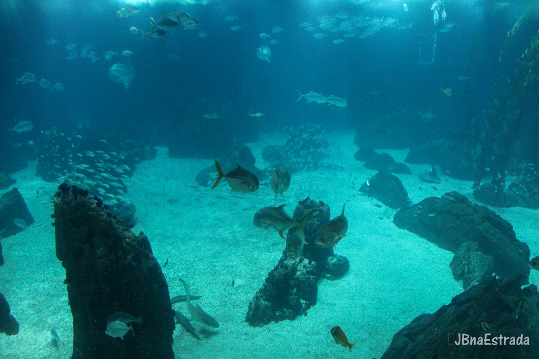 Portugal - Lisboa - Oceanario