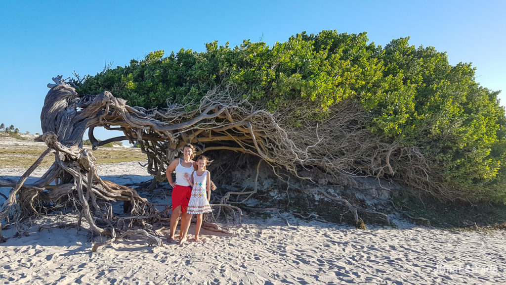 Brasil - Ceara - Jericoacoara - Arvore da Preguica