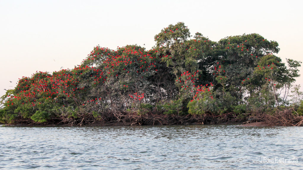 Brasil - Piaui - Delta do Parnaiba - Revoada dos Guaras